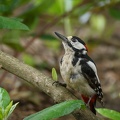 Buntspecht-Männchen - Dendrocopos major