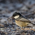 Tannenmeise -Periparus ater