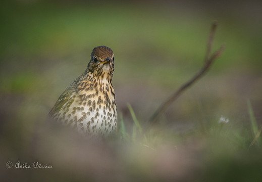 Singdrossel - Turdus philomelos