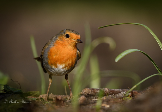 Rotkehlchen - Erithacus rubecula