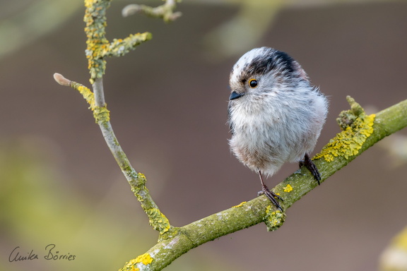 Schwanzmeise - Aegithalos caudatus