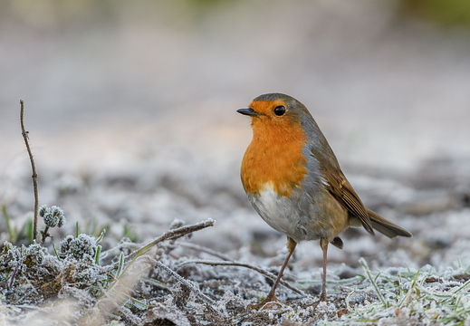 Rotkehlchen - Erithacus rubecula