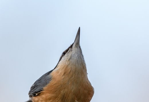 Kleiber - Sitta europaea