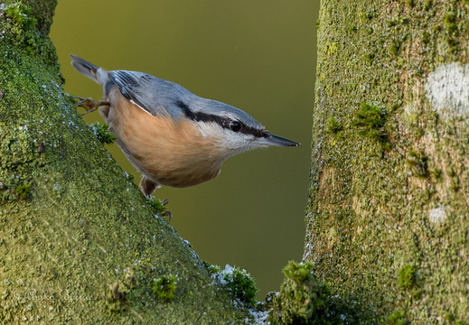 Kleiber - Sitta europaea