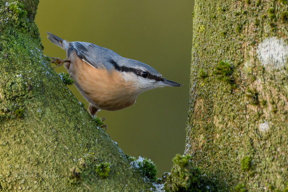 Kleiber - Sitta europaea