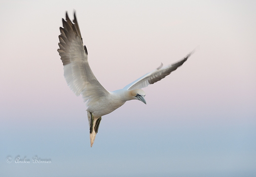 Basstölpel bei Nacht - Morus bassanus