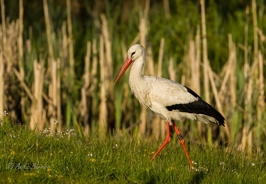 Weißstorch - Ciconia ciconia