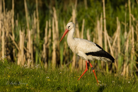 Weißstorch - Ciconia ciconia