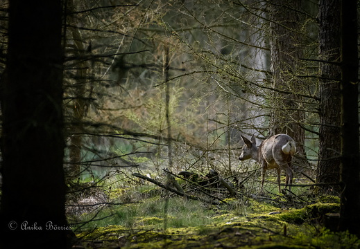 Tief im Walde