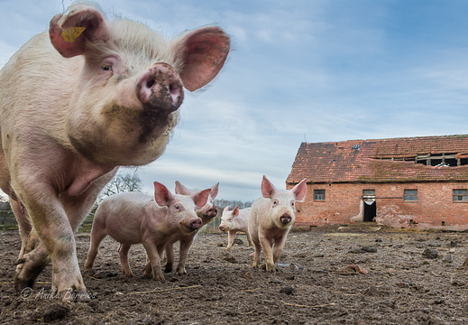 Schweine