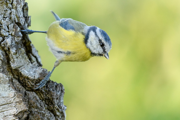 Blaumeise - Cyanistes caeruleus
