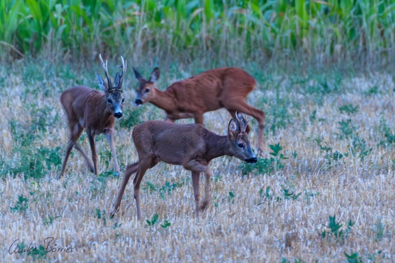 Der Nebenbuhler wird verjagt