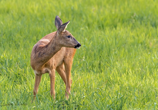 Schmalreh (junges, weiblichen Reh)