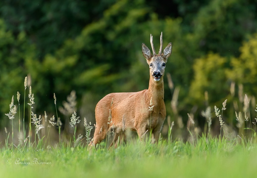 Blattzeit beim Rehwild