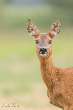 Ich hab die Lauscher schön!
