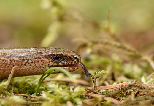 Blindschleiche