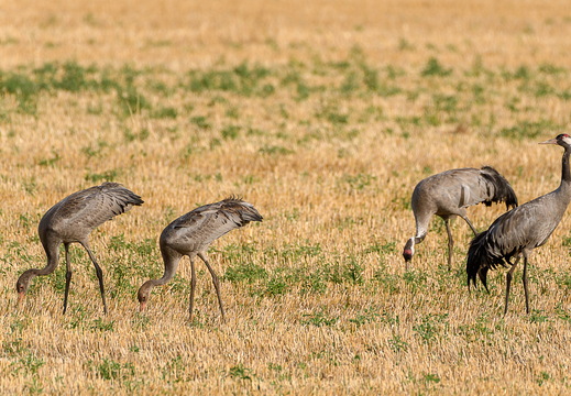 Kraniche - Grus grus