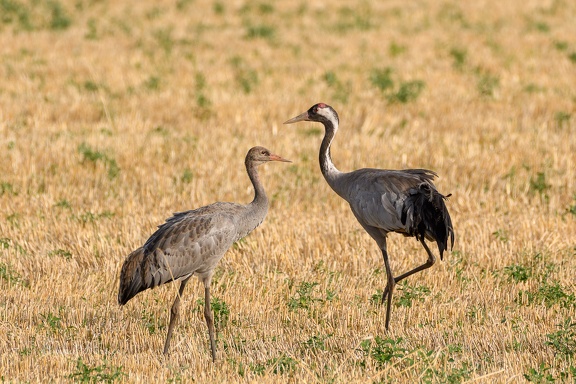 Kraniche - Grus grus