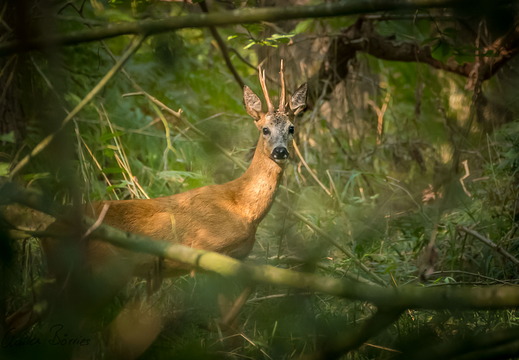 Alter Bock im Wald