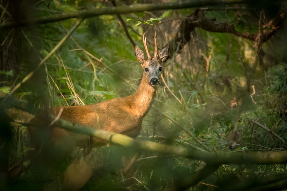 Alter Bock im Wald