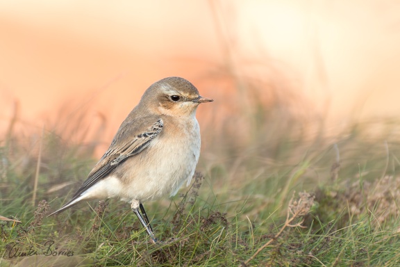 Steinschmätzer - Oenanthe oenanthe
