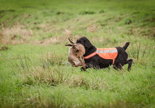 Drahthaar auf der Niederwildjagd mit Hasem