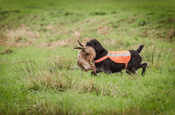 Drahthaar auf der Niederwildjagd mit Hasem