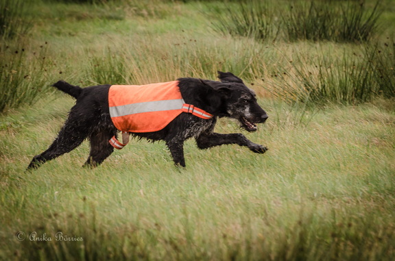 Drahthaar auf der Niederwildjagd