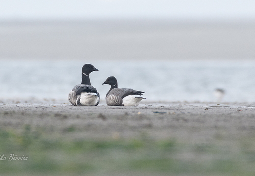 Ringelgänse - Branta bernicla