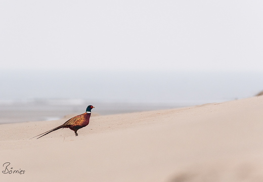 Fasan am Strand