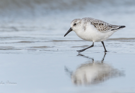 Sanderling - Calidris alba