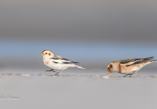 Schneeammern - Plectrophenax nivalis