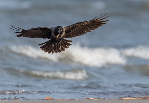 Nebelkrähe -  Corvus corone - mit Schwertmuschel