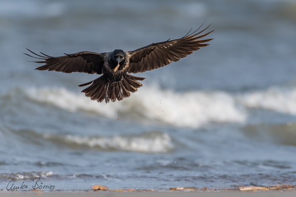 Nebelkrähe -  Corvus corone - mit Schwertmuschel