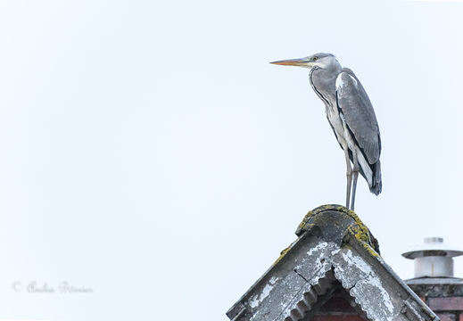 Graureiher - Ardea cinerea