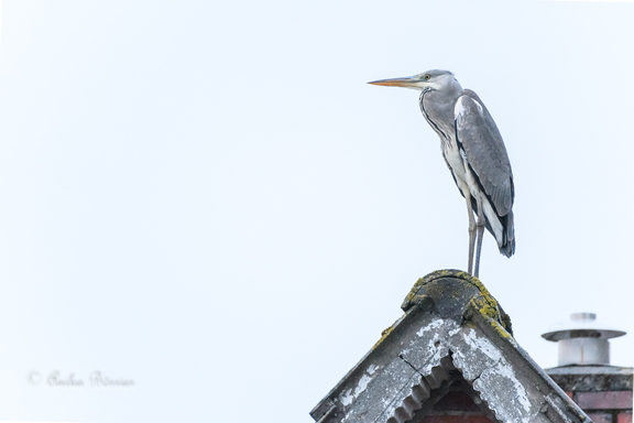 Graureiher - Ardea cinerea