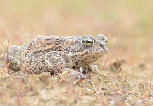 Kreuzkröte - Bufo calamita