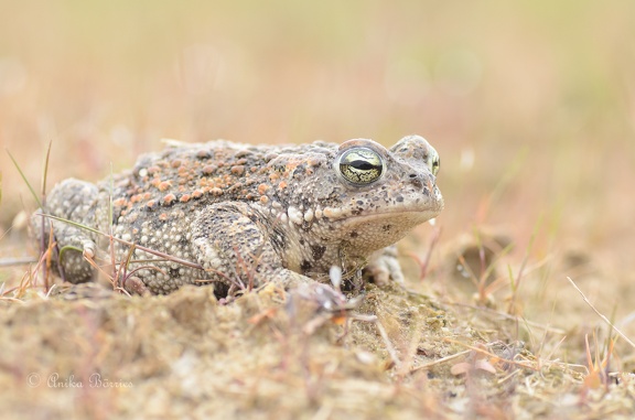 Kreuzkröte - Bufo calamita