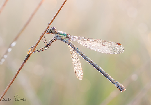 Gemeine Binsenjungfer - Lestes sponsa
