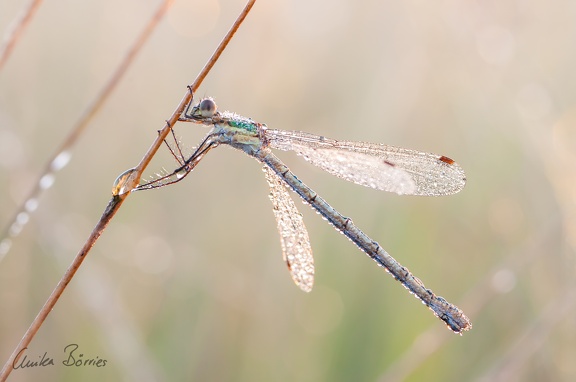 Gemeine Binsenjungfer - Lestes sponsa