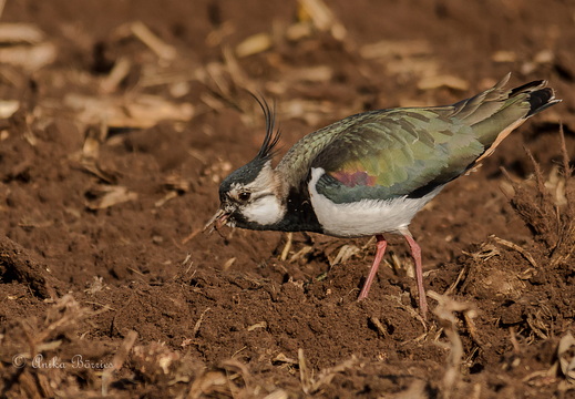 Kiebitz mit Wurm - Vanellus vanellus