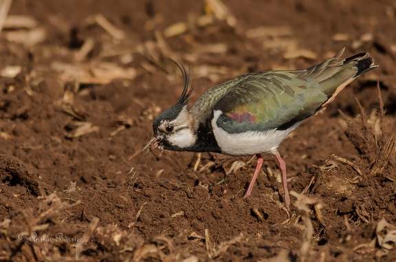 Kiebitz mit Wurm - Vanellus vanellus