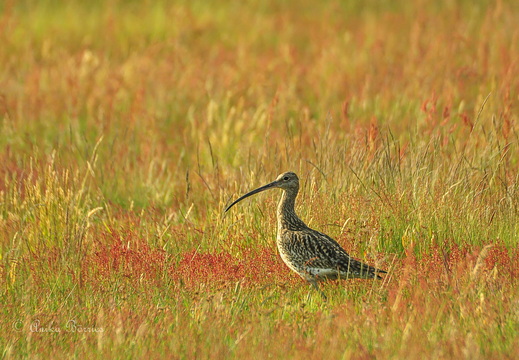 Großer Brachvogel - Numenius arquata