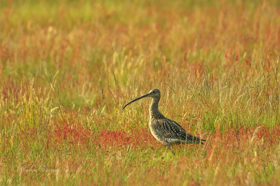 Großer Brachvogel - Numenius arquata