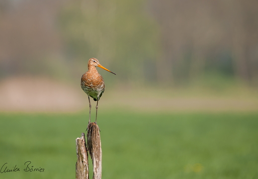 Uferschnepfe - Limosa limosa