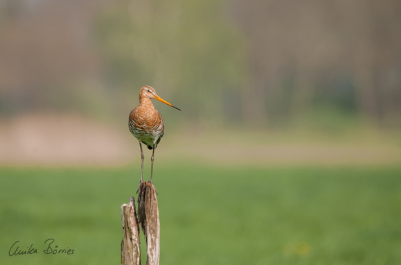 Uferschnepfe - Limosa limosa