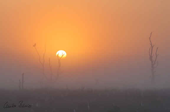 O' schaurig ist's über's Moor zu gehen...