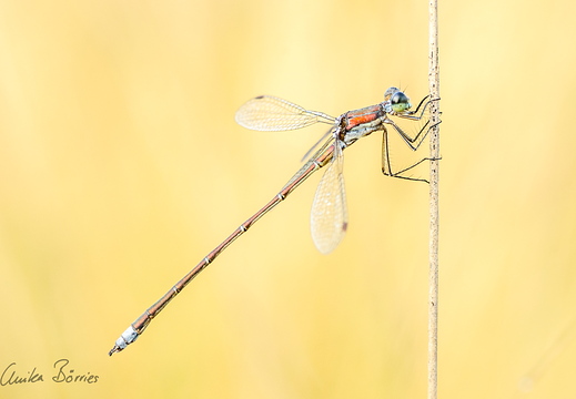 Kleine Binsenjungfer - Lestes virens