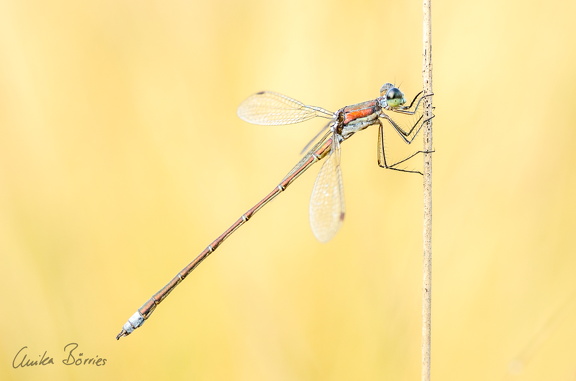 Kleine Binsenjungfer - Lestes virens