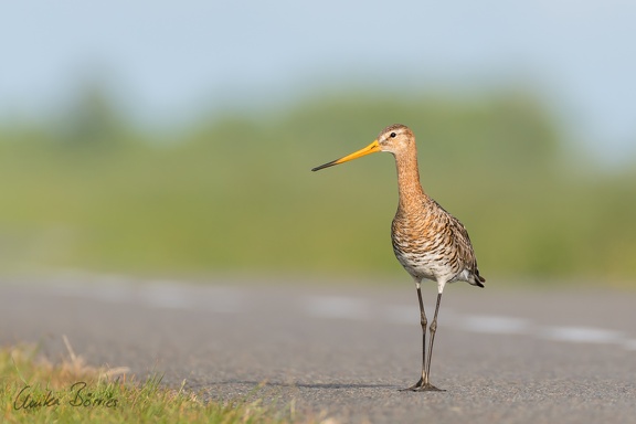 Uferschnepfe - Limosa limosa